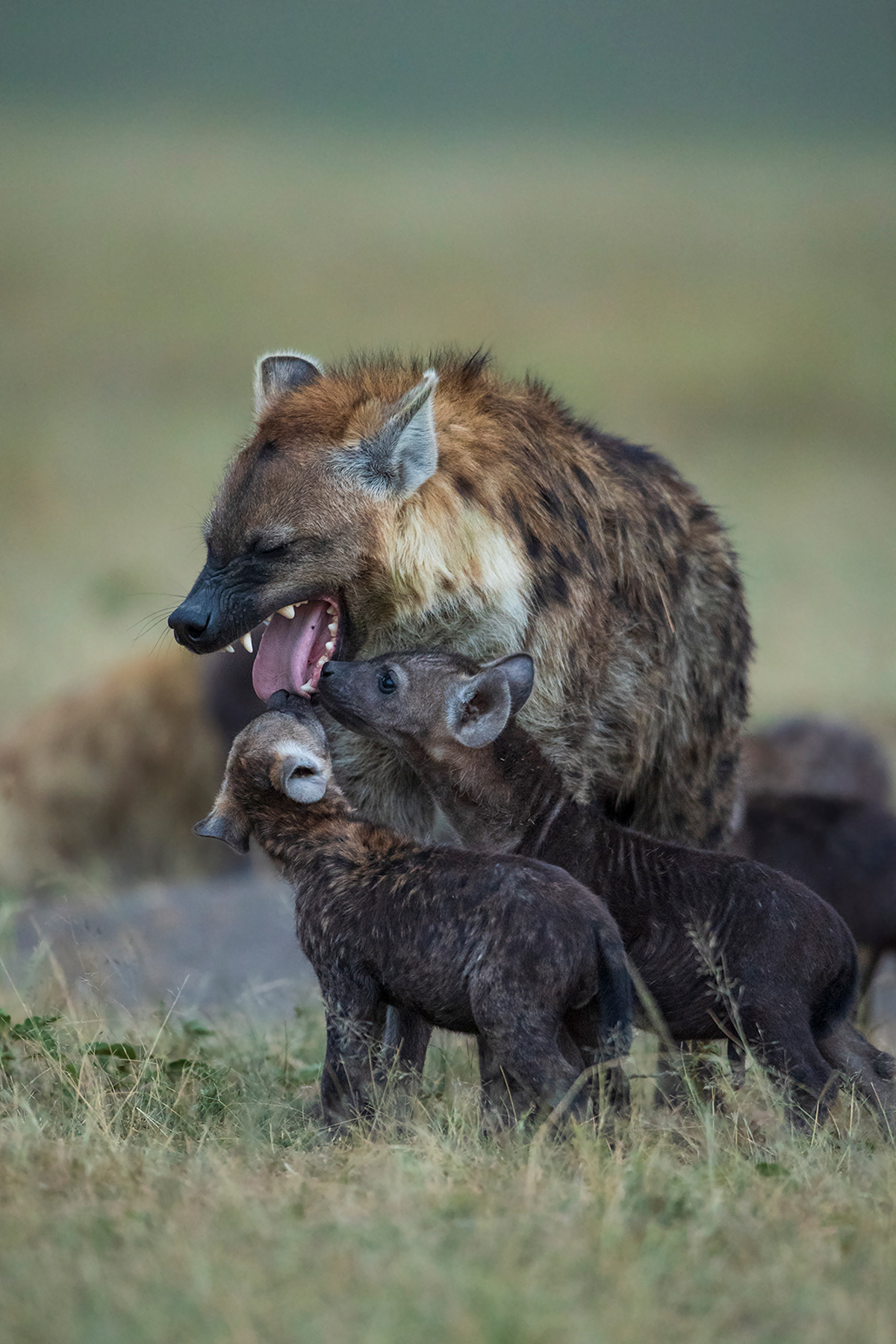 Hyena pups and their customary inspection of the mouths of the adults who return to the den in the evening, Maasai Mara National Reserve, Kenya © Krishnan Gopala Krishnan