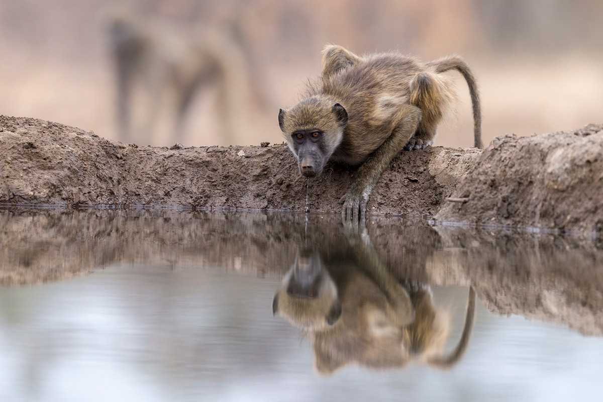 A young chacma baboon drinks in Mashatu Game Reserve, Botswana © Lennart Hessel