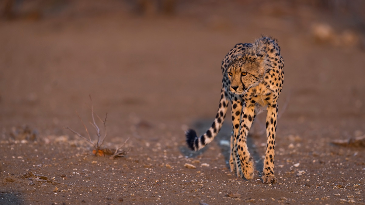 A young cheetah eyes the guineafowl nearby in Mashatu Game Reserve, Botswana © Lennart Hessel