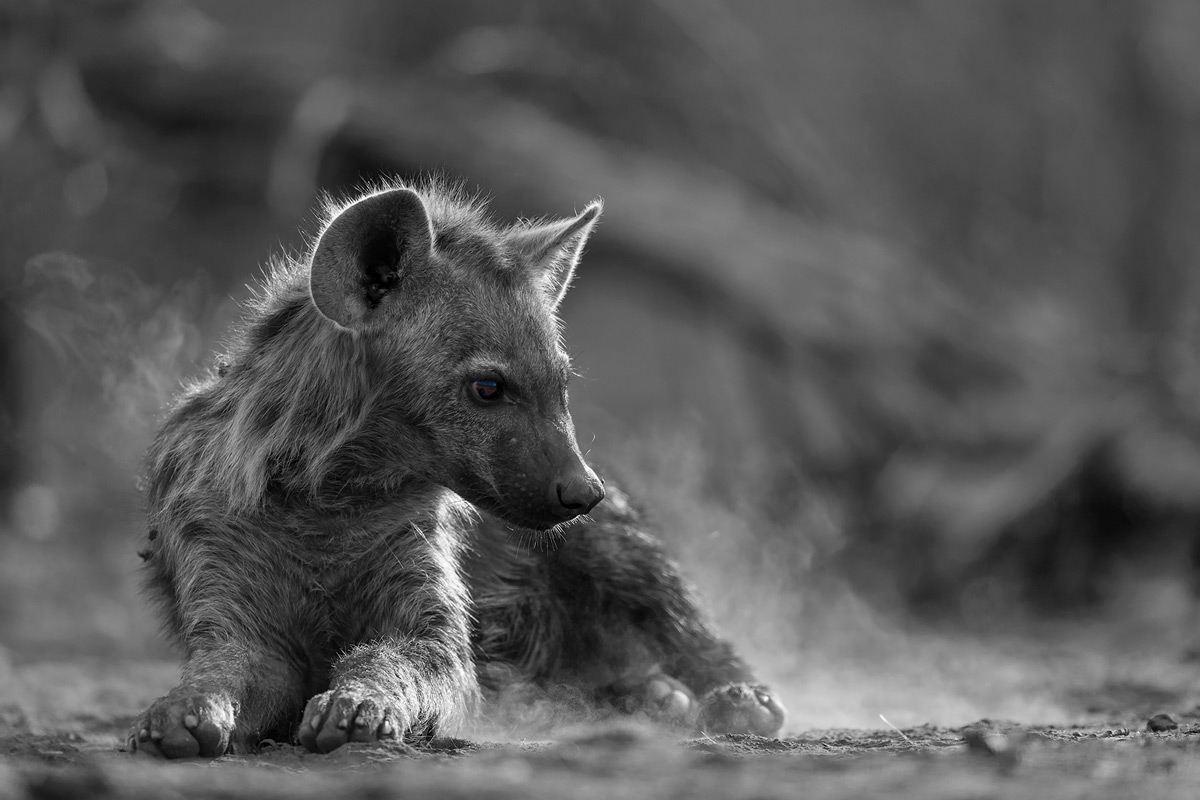 A young spotted hyena goes down to rest, stirring the dust in Tuli Game Reserve, Botswana © Lennart Hessel