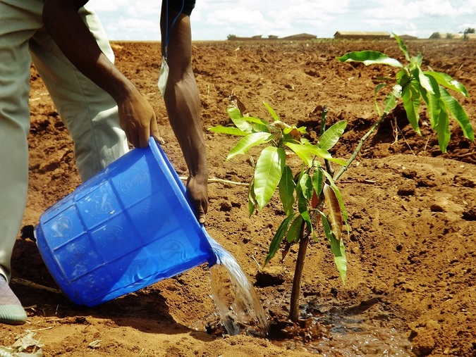 Watering a plant