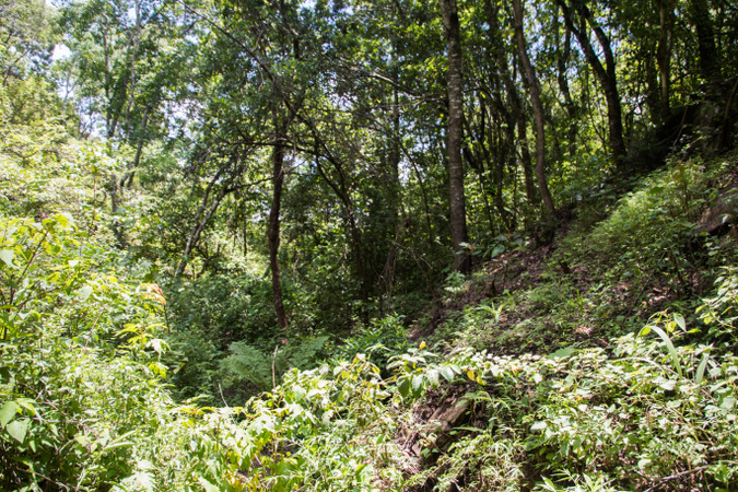 Forest in Malawi