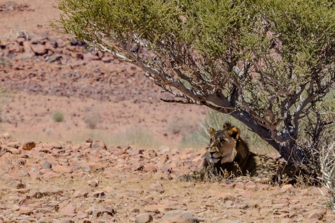 Desert-adapted lion in Namibia