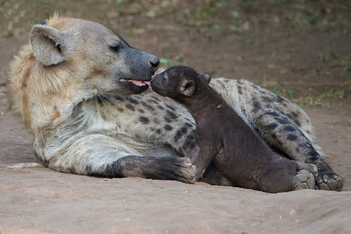 A tender moment between a mother spotted hyena and her cub in Mashatu Game Reserve, Botswana © Margie Botha