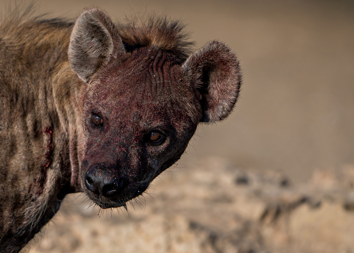 A spotted hyena cools down by a waterhole after a fight in Kgalagadi Transfrontier Park, South Africa © Margie Botha