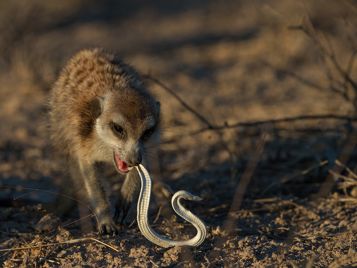 A meerkat catches a snake in Kgalagadi Transfrontier Park, South Africa © Margie Botha