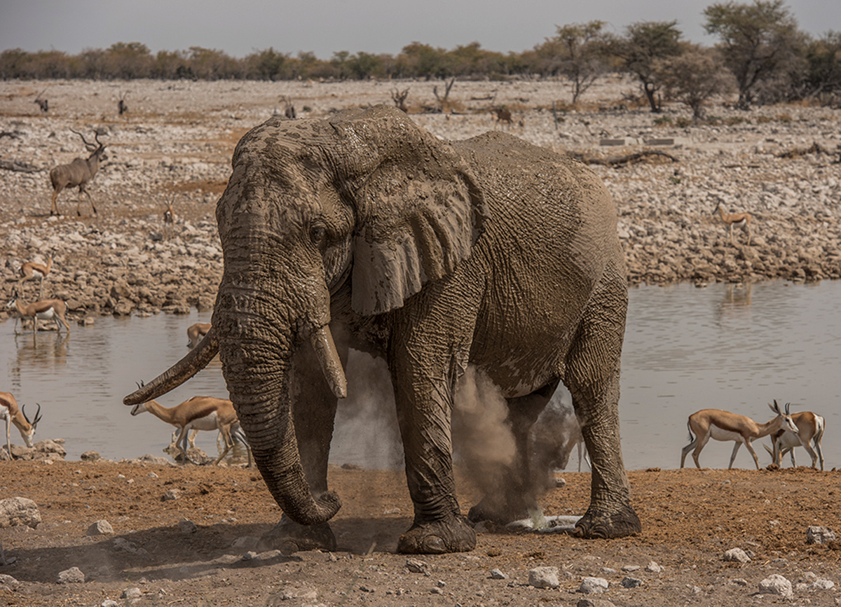 An elephant takes a dust bath by a waterhole in Etosha National Park, Namibia © Melanie Maske