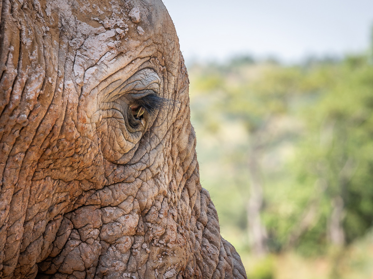 "Windows to the soul" – close up of an eye of an elephant in Welgevonden Game Reserve, South Africa © Michael Raddall
