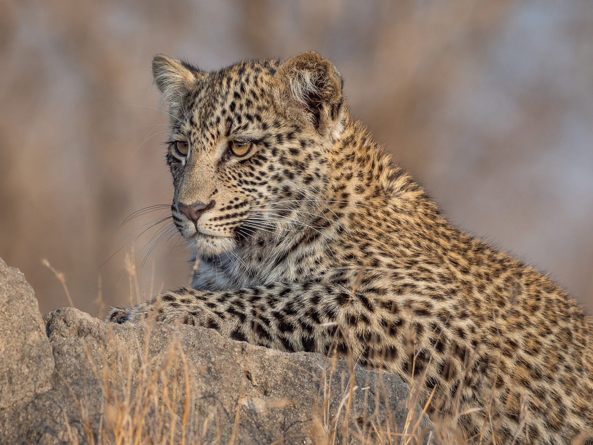 A young leopard seen in Sabi Sands Private Game Reserve, South Africa © Michael Raddall
