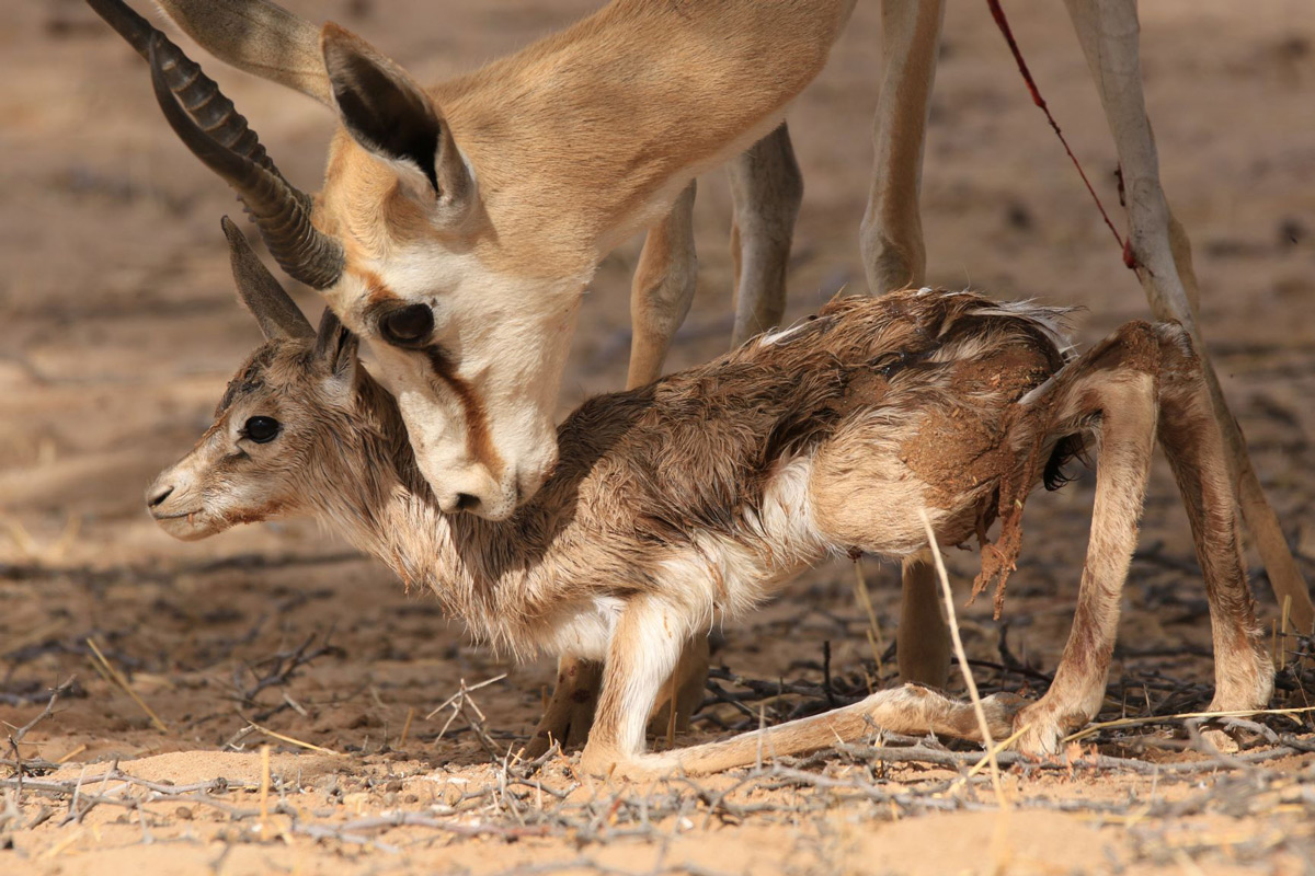 A mother springbok nuzzles her newborn in Kgalagadi Transfrontier Park, South Africa © Mike Cawood