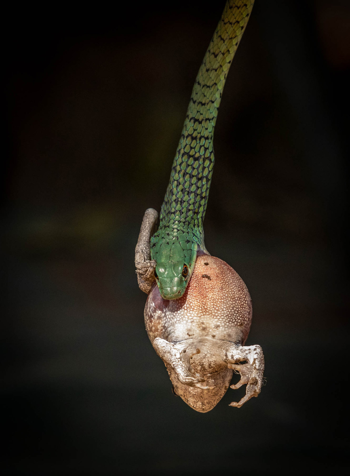 A spotted bush snake with a frog in Mana Pools National Park, Zimbabwe © Myriame Lawley