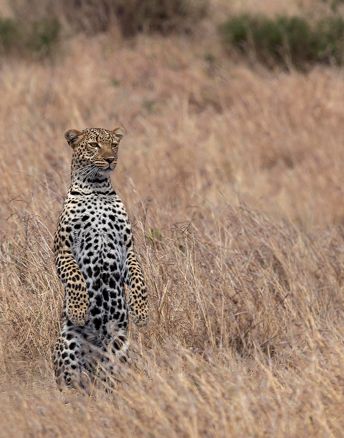 A young male leopard stands up to survey the vast grassland in Maasai Mara National Reserve, Kenya © Nitin Michael