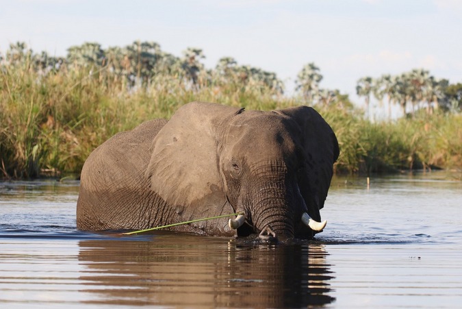 Elephant in Okavango Delta