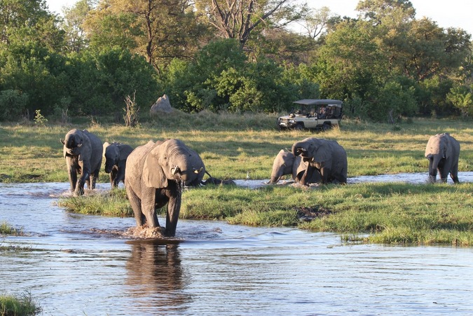 Elephant herd by river with game drive vehicle