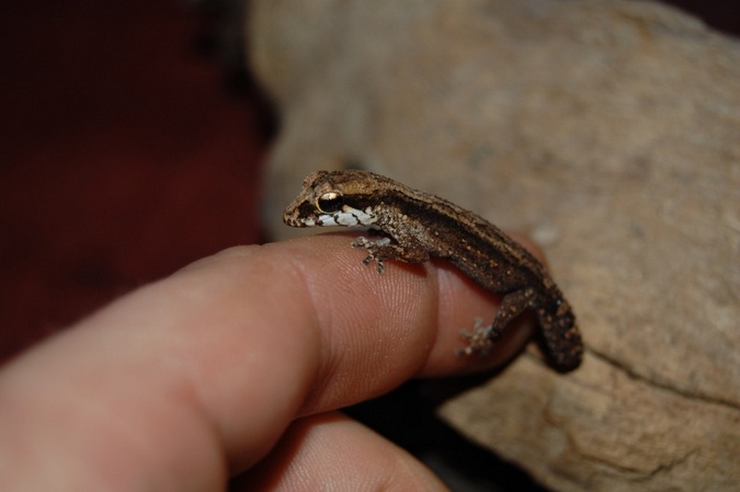 Grandidier’s Madagascar ground gecko
