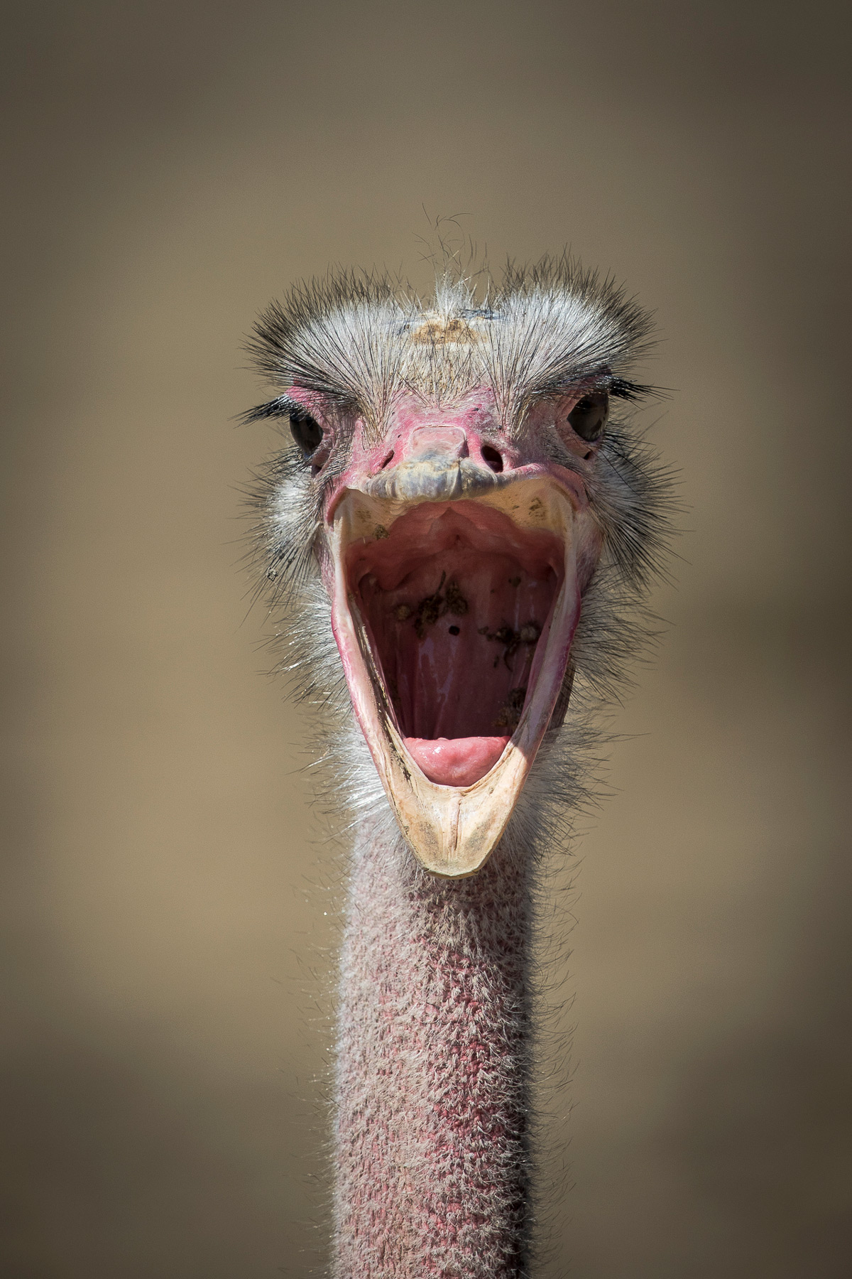 "The revolt of the ostrich" – Maasai Mara National Reserve, Kenya © Patrice Quillard