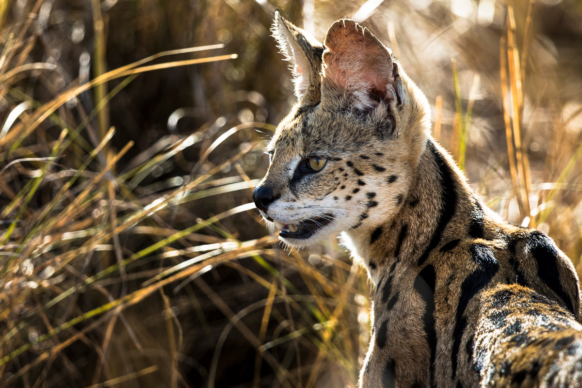 A serval keeps an eye out for potential prey in Maasai Mara National Reserve, Kenya © Patrice Quillard