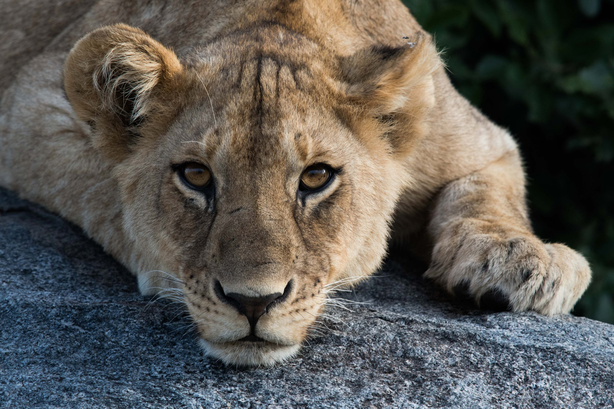 A lion cub rests on a kopje in Serengeti National Park, Tanzania © Paul Wild
