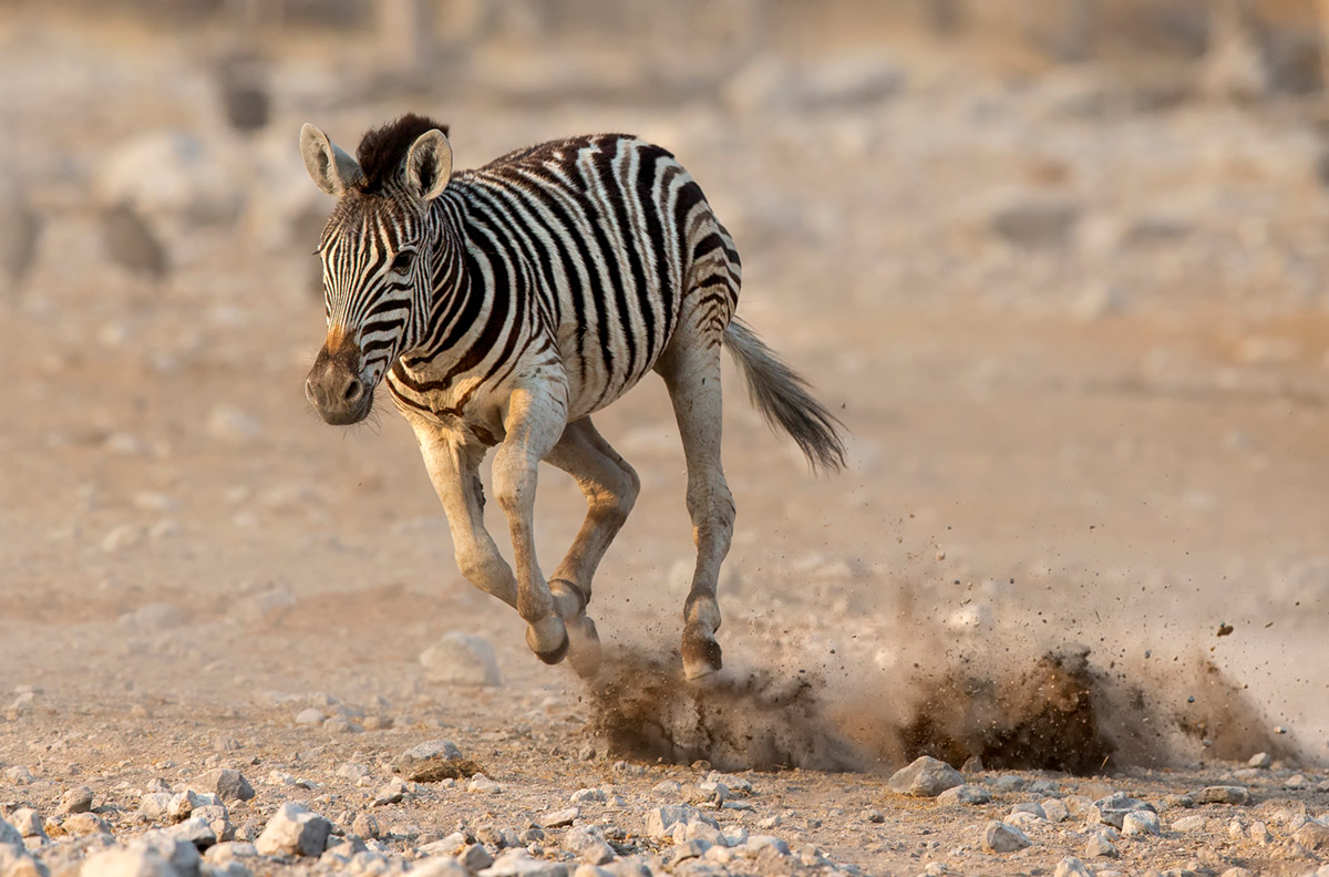 A young zebra tries to keep up with the rest of the herd in Etosha National Park, Namibia © Prelena Soma Owen