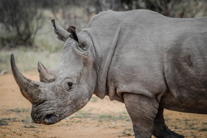 White rhino