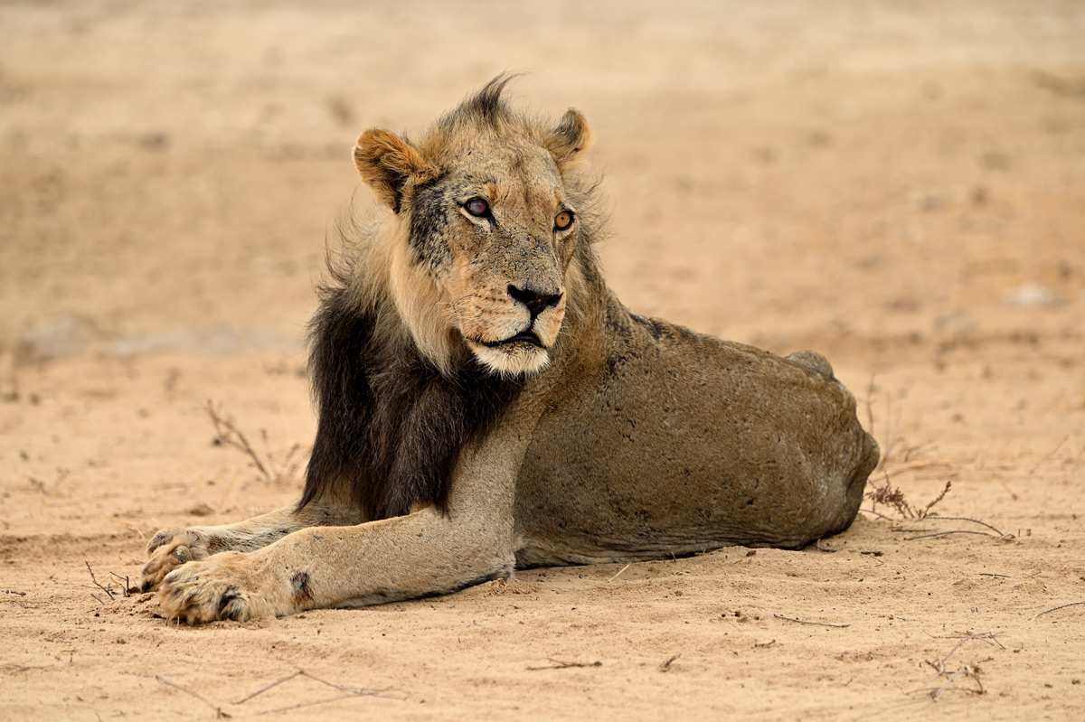 An old lion seen in Kgalagadi Transfrontier Park, South Africa © Rob Keulemans