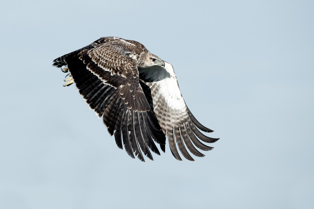 A martial eagle takes flight with determination in Grumeti Game Reserve, Tanzania © Ross Couper