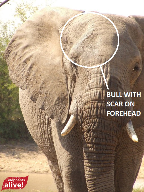 Elephant with scar on forehead