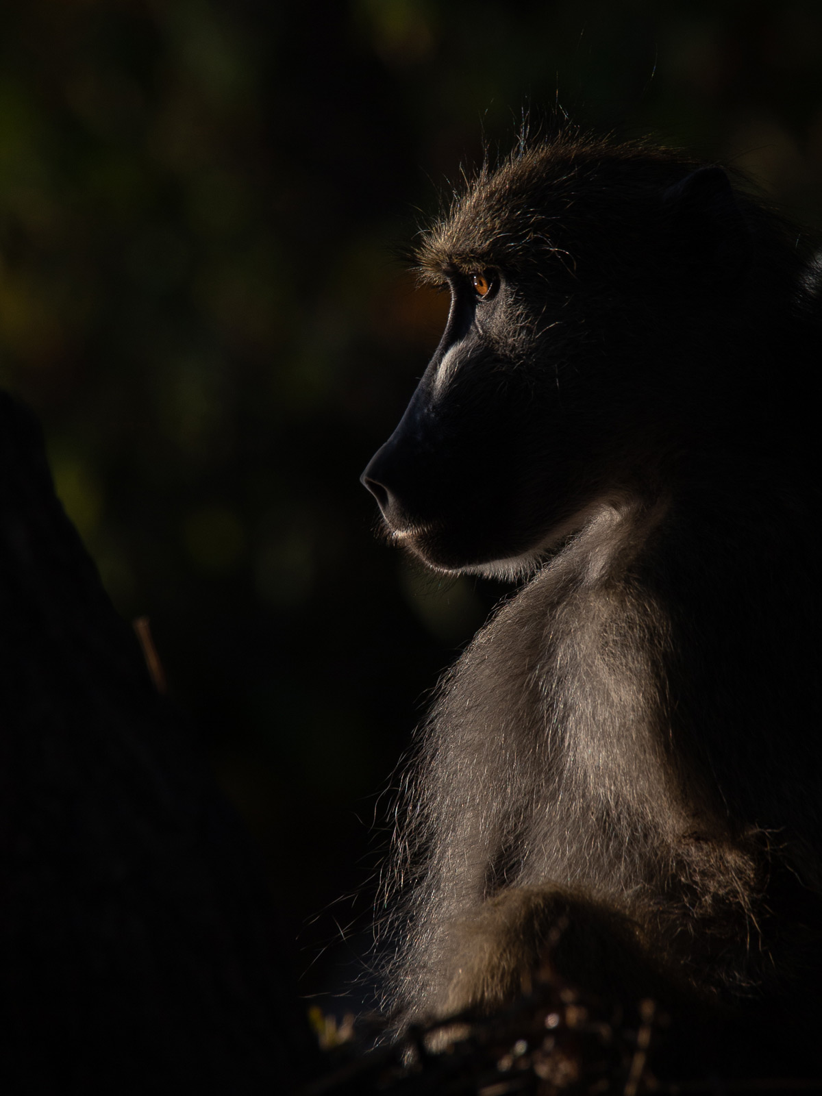 A baboon sits in deep thought as the sun rises on the banks of the Chobe River, Namibia © Simon Cox
