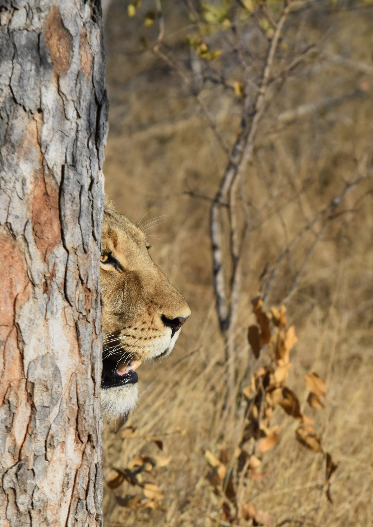 A lioness peers out from behind a tree in MalaMala Game Reserve, South Africa © Steve Pressman