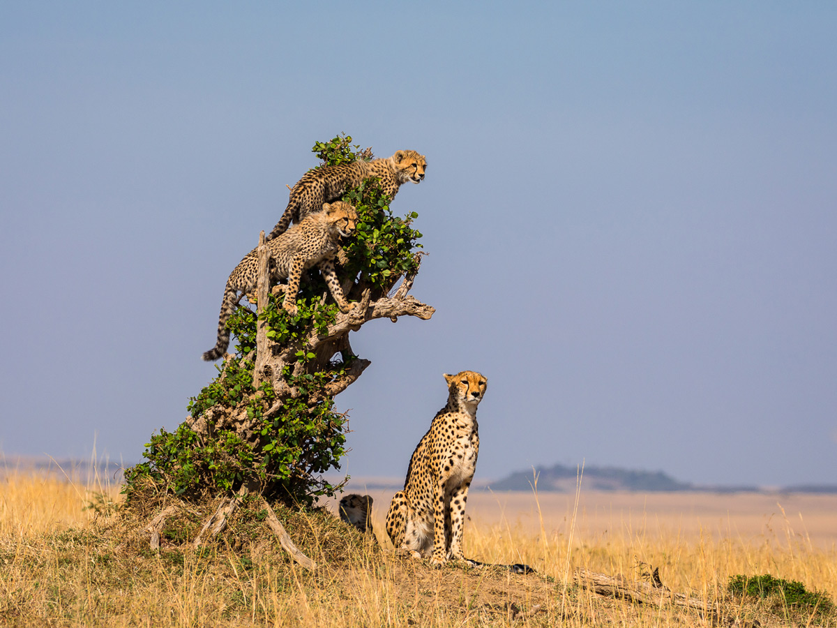 A cheetah with her cubs on the lookout in Maasai Mara National Reserve, Kenya © Sven E. Fredriksen