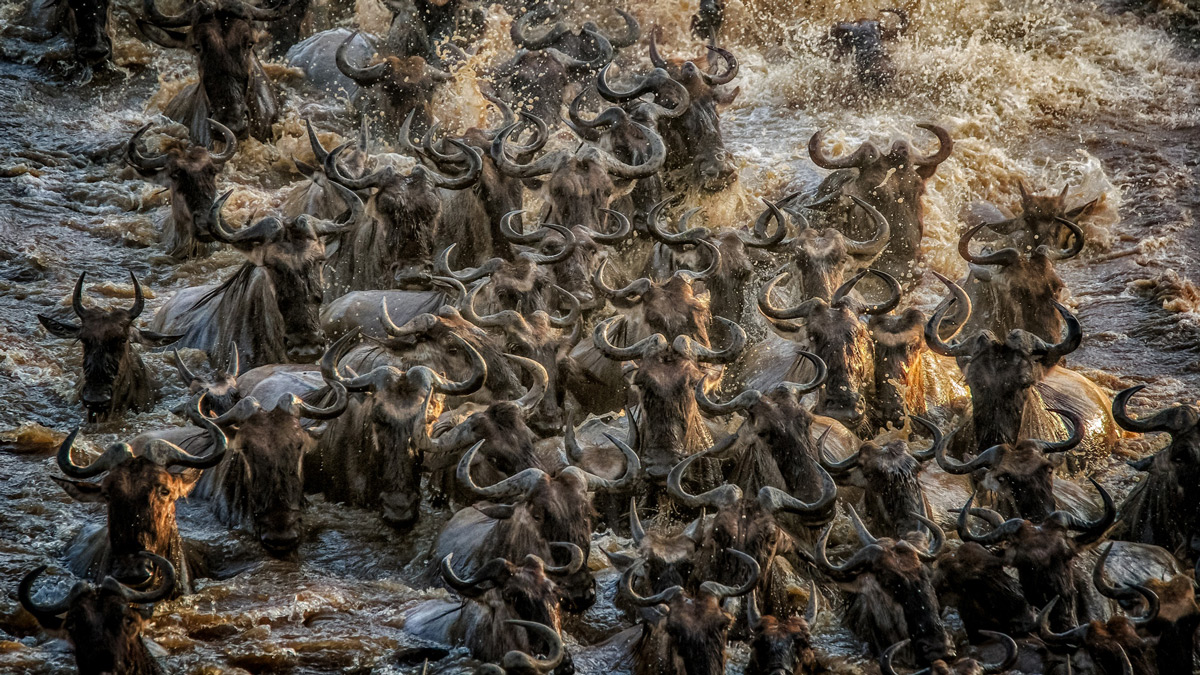 A river of wildebeests in Maasai Mara National Reserve, Kenya © Tania Cholwich