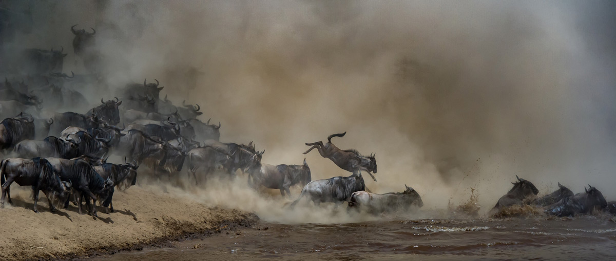 Dust fills the air as wildebeest make their way across the Mara River in Maasai Mara National Reserve, Kenya © Tania Cholwich
