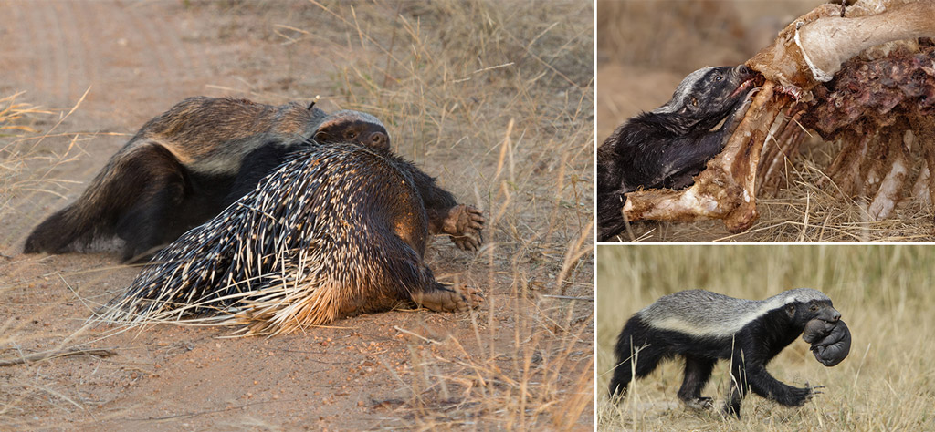 Honey Badger - Botswana Wildlife Guide