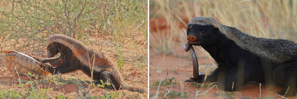 The Adventures of the Honey Badger See more