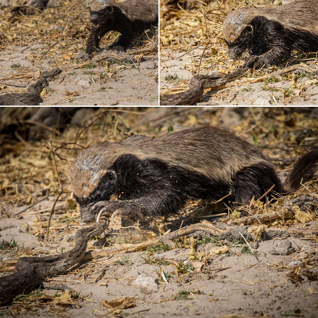 Honey Badger - Botswana Wildlife Guide