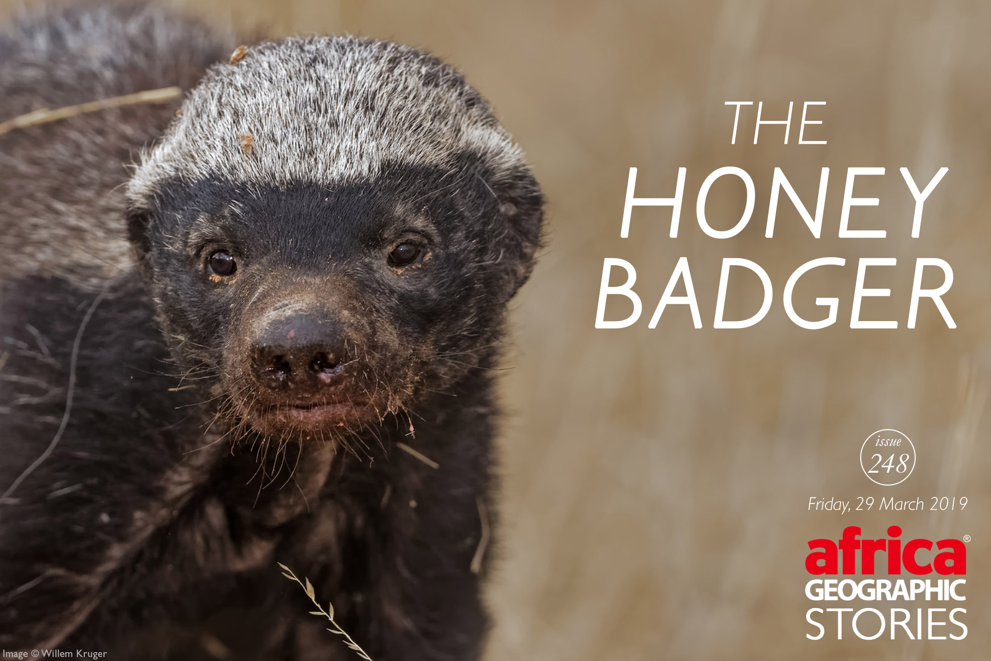 Honey Badger(Mellivora capensis) - Shadows Of Africa