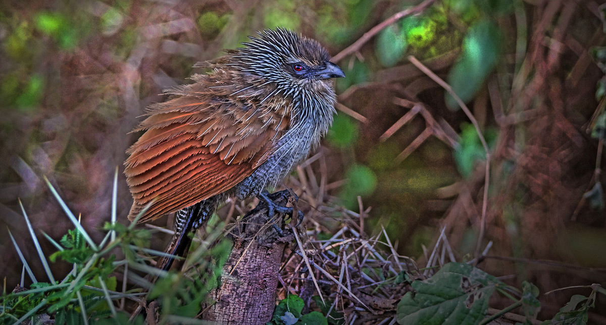 A white-browed coucal fledgling spotted in the swamps of Amboseli National Park, Kenya © Tim Nicklin