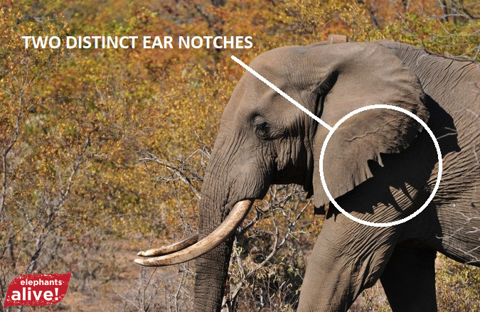 Elephant showing two ear notches for identification