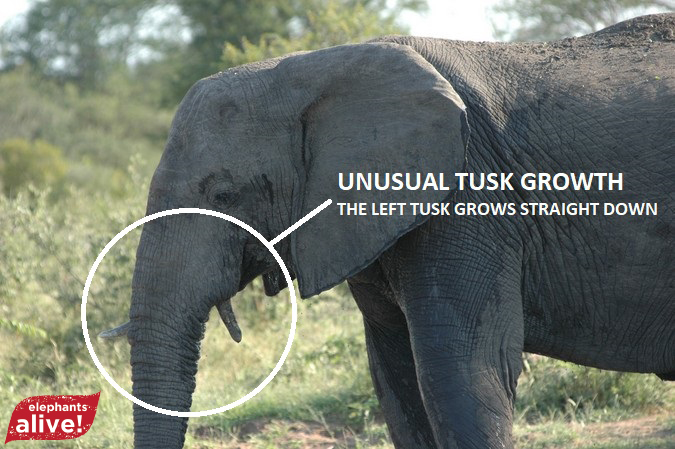 Elephant with unusual tusk growth