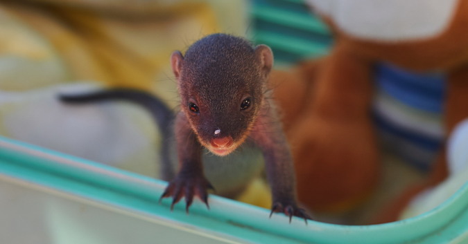 Banded Mongoose Baby Archives Africa Geographic