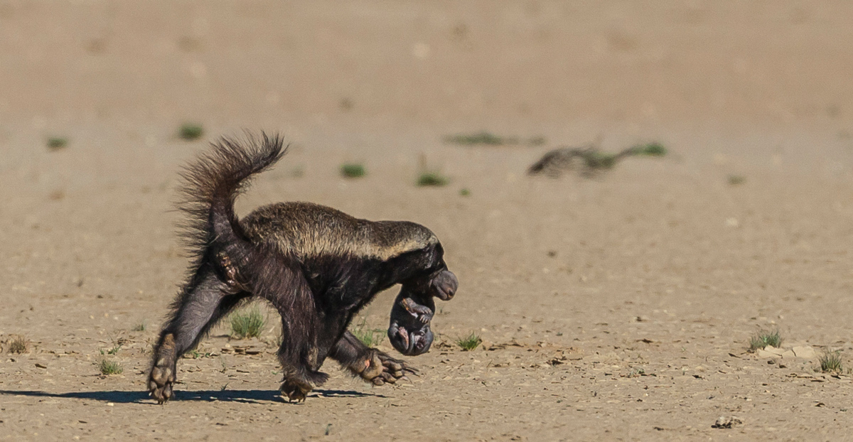 Honey badger with baby in her mouth