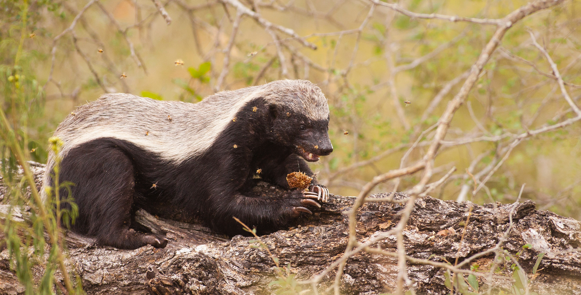 The Honey Badger Africa Geographic