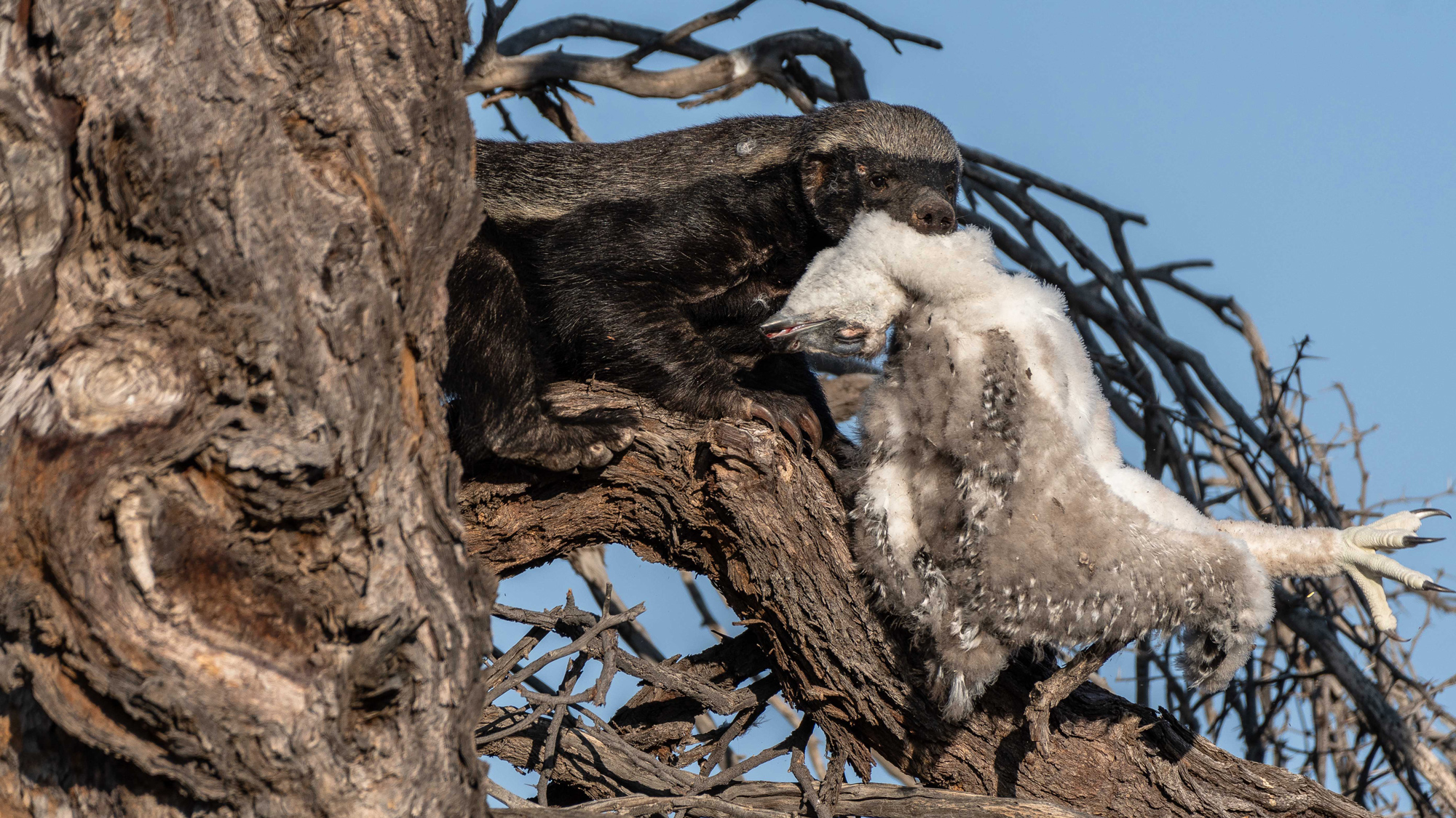 A honey badger snatches a martial eagle chick from a nest in the Kgalagadi Transfontier Park