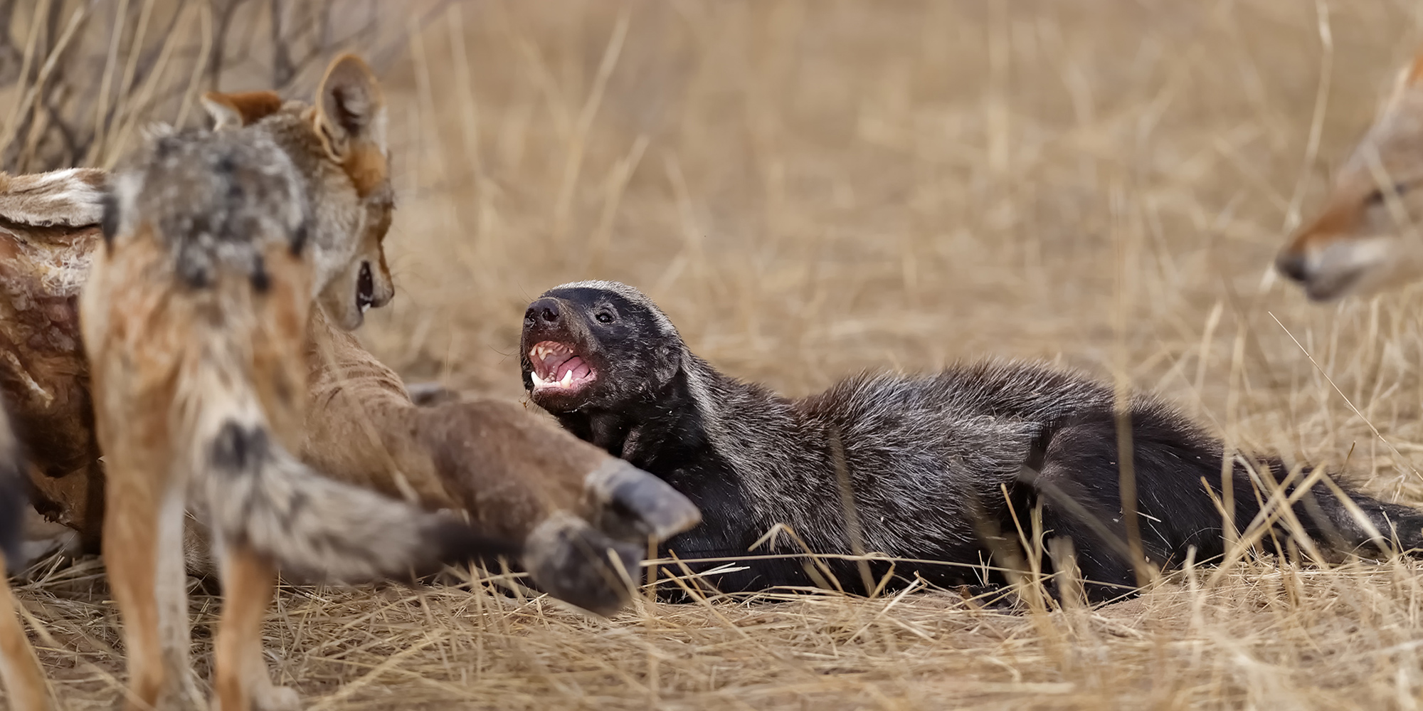 Black-backed jackals and honey badger at giraffe carcass