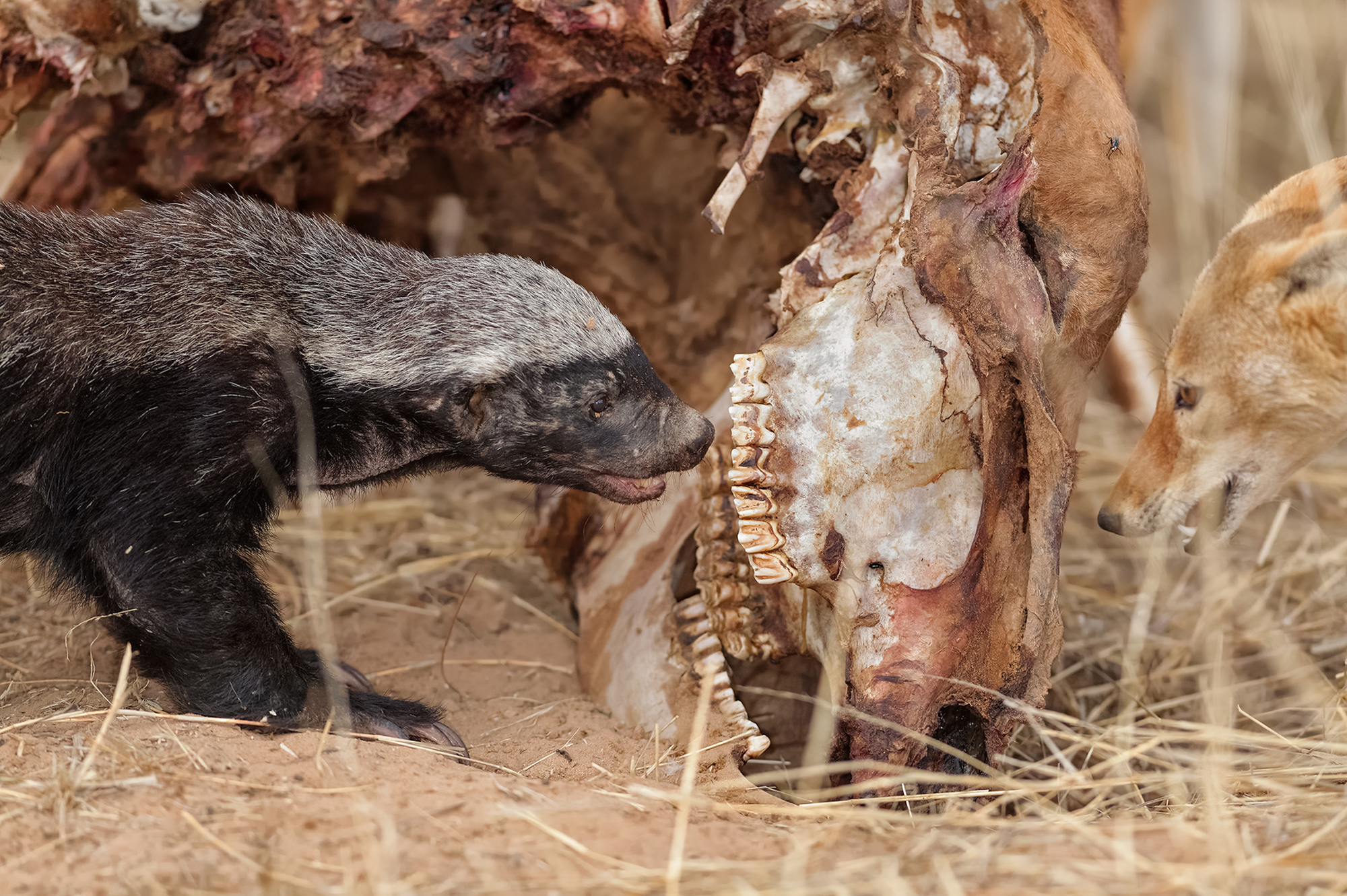 Honey badger and black-backed jackal