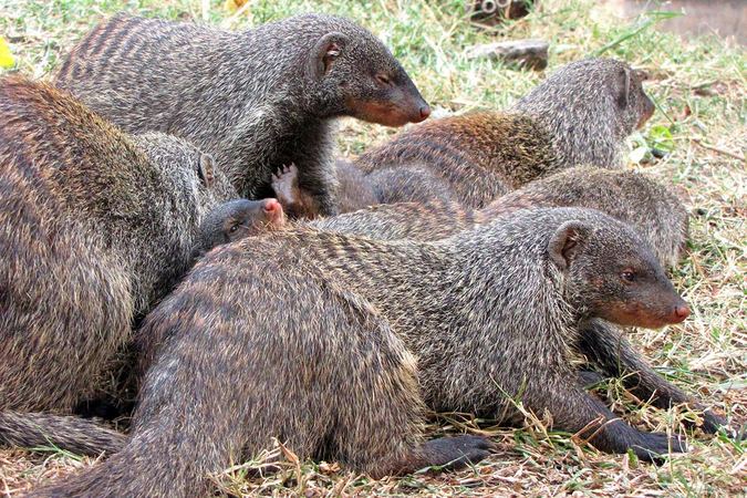 Banded mongoose family