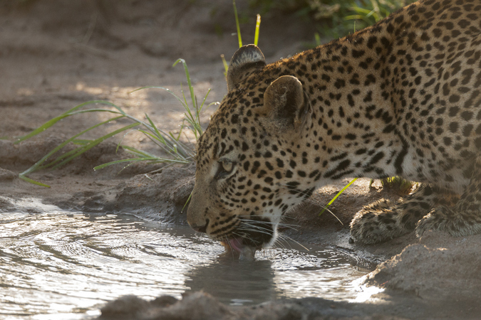 Young male leopard drinking