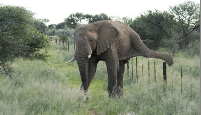 Elephant climbing over fence