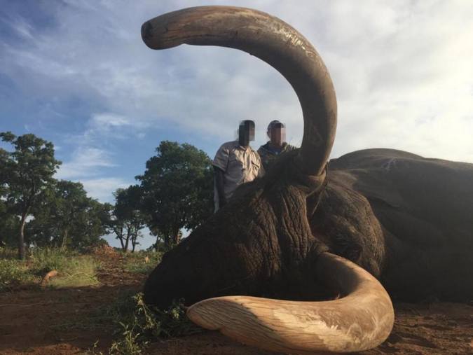 Large-tusked elephant killed by hunter