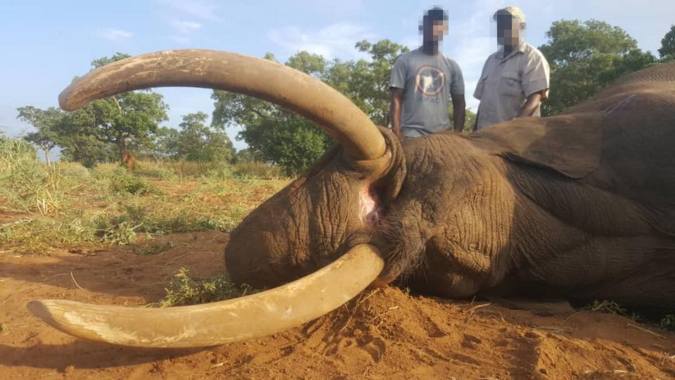 Killed large-tusked elephant by hunter